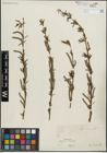 Foto von Salix purpurea L.